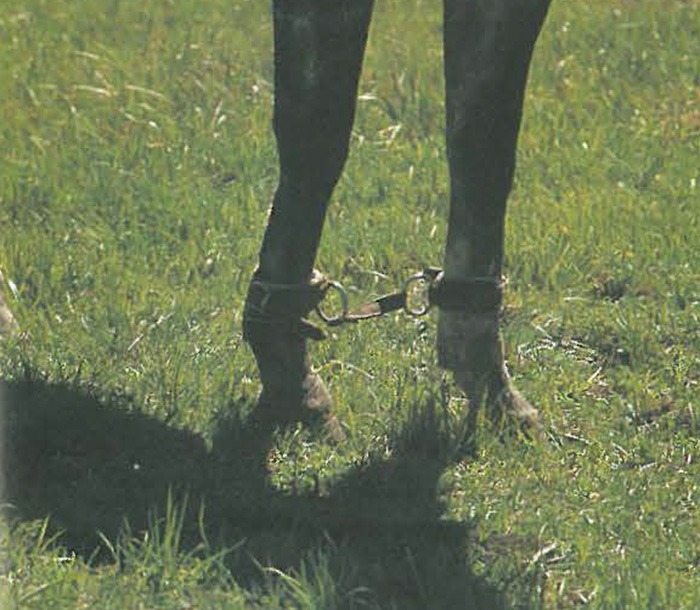Enjoy the outdoors on your next horseback trip without damaging the environment with these leave-no-trace guidelines.
