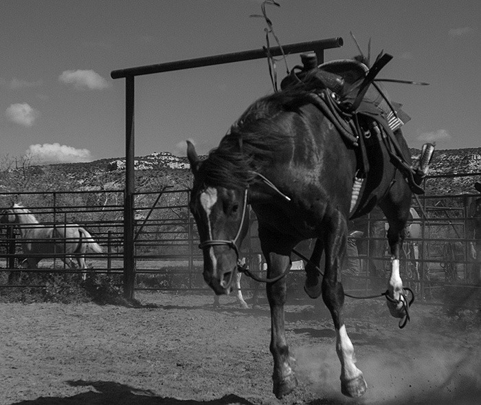 Old-time cowboys busting broncs