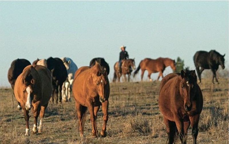broodmares RossHecox