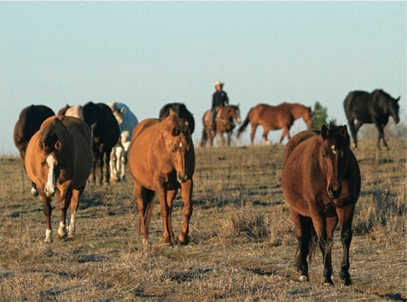 broodmares RossHecox