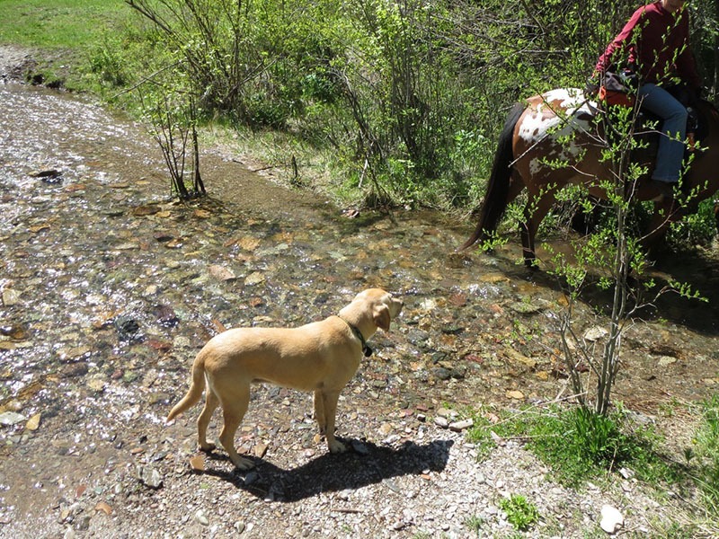 horsethroughwater