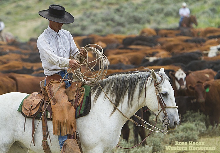 Jake Tuckey recoils his rope before riding in to catch another calf. The crew branded calves using traditional methods—heading and heeling and dragging them to a fire built on the open range