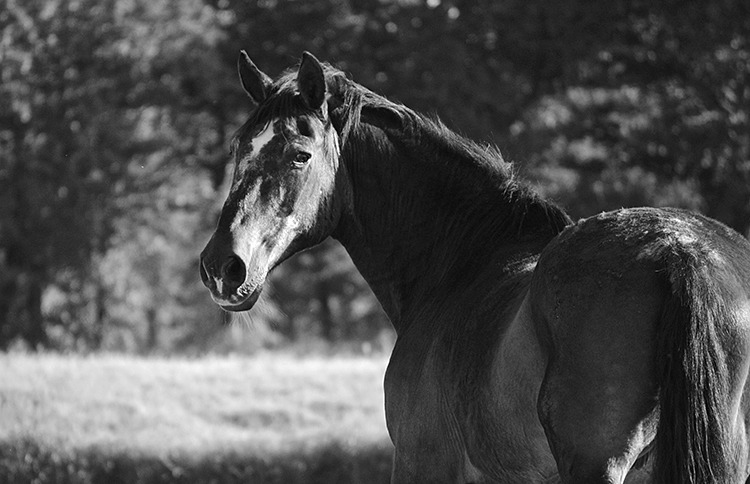 An old horse with grey hair.