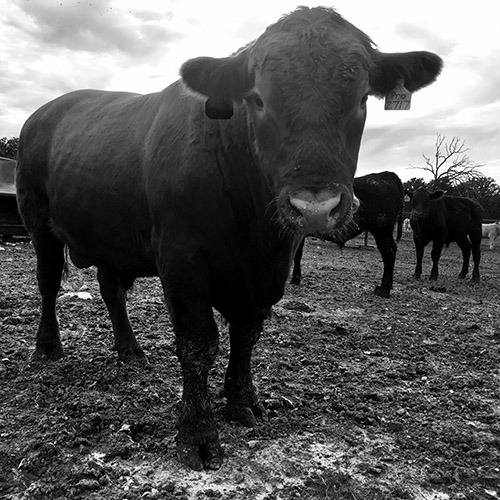 bull0604