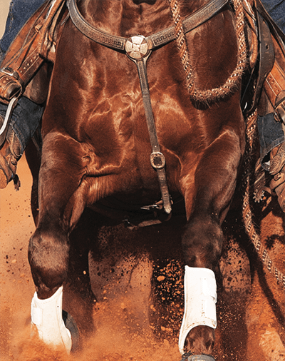 Genetic testing for reined cow horses
