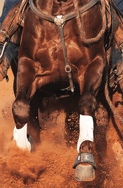 Genetic testing for reined cow horses