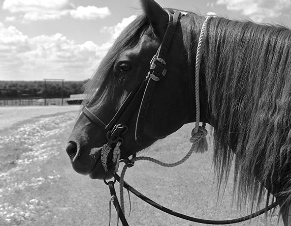 The get down rope ties around the horse's neck and runs beneath the