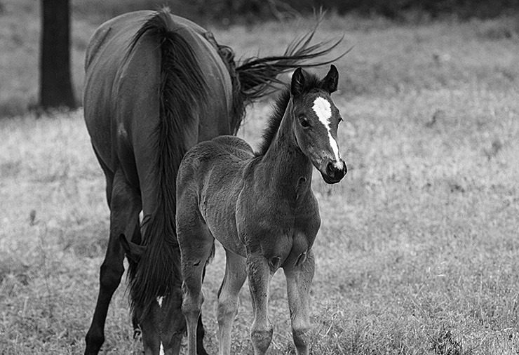 170521 hecox foals 05