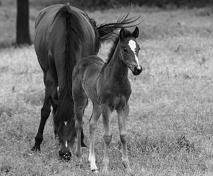 170521 hecox foals 05