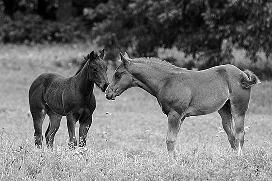 Foals standing together