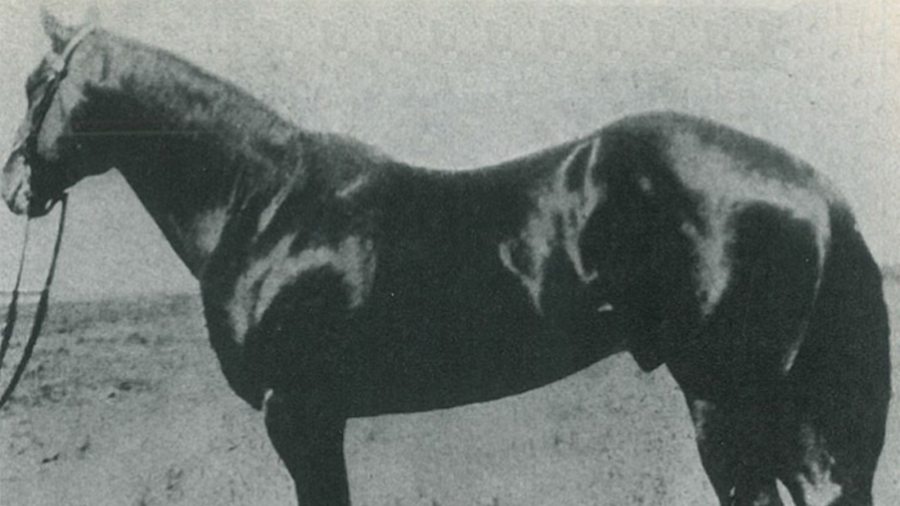One of the best-known sires of Quarter Horses, Joe Hancock, wasn't included in the first 20 foundation stallions.