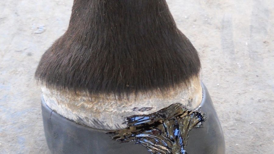 BarefootBoot