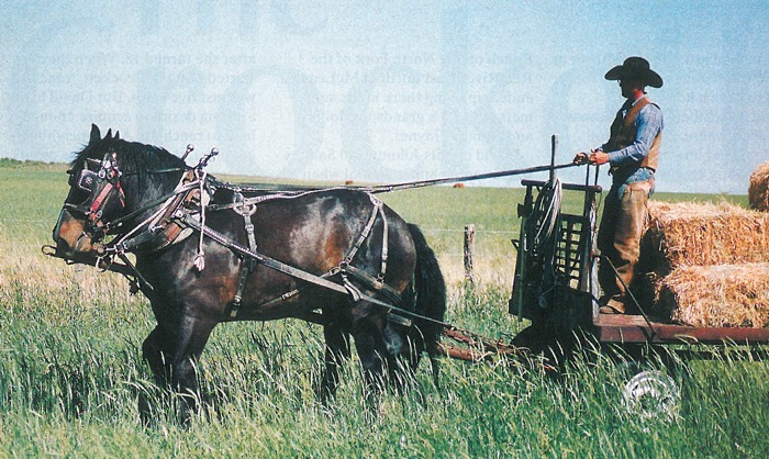 Brock and load of hay