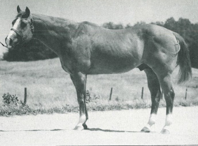 Two Eyed Jack is one of the greatest sires in AQHA history, earning himself and Howard Pitzer a large niche in AQHA history.