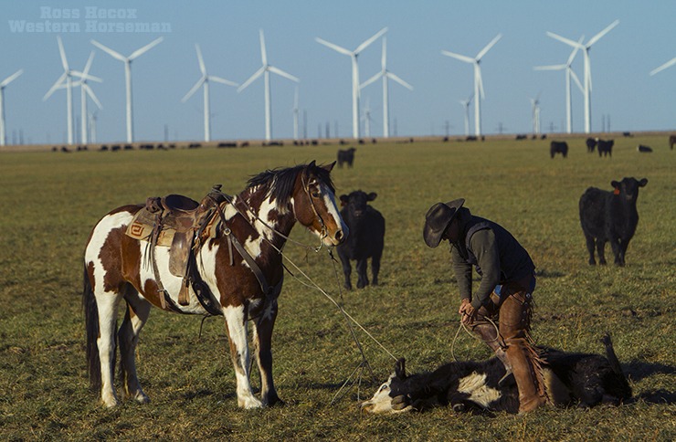 Under the shadow of a wind farm in the Oklahoma Panhandle, Todd Adams doctors a yearling calf on the Hitch Ranch. Despite countless technological advances during the past 20 years, ranchers still rely on savvy cow horses to do their jobs. Here, Adams' horse Brutus keeps the rope taut while the cowboy administers medicine to the yearling.