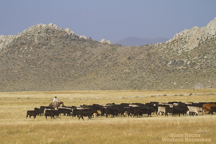 Nick Dowers moves a herd a cattle through a mountain pasture in eastern California.