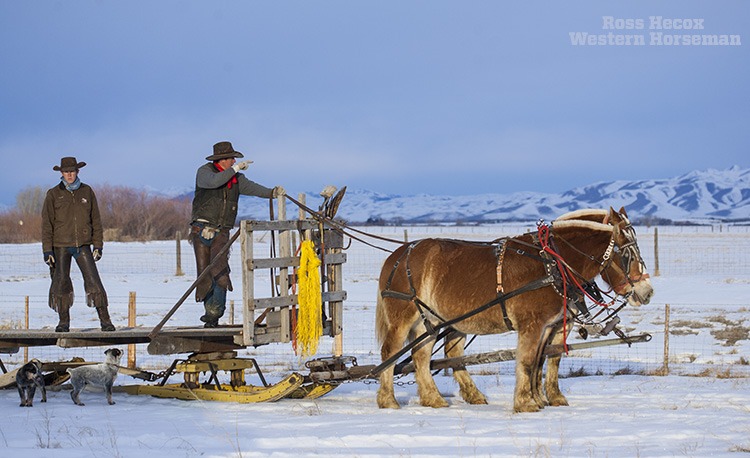 Picabo Livestock