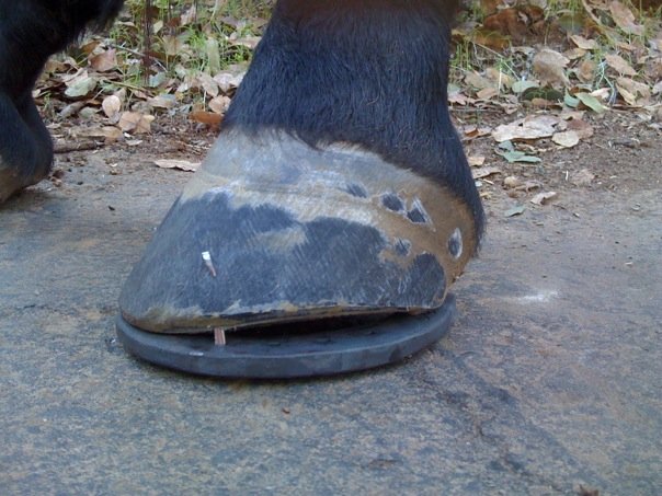  Vettec Adhere can act as missing hoof wall