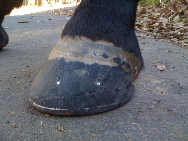 Adhere Fill Shod
