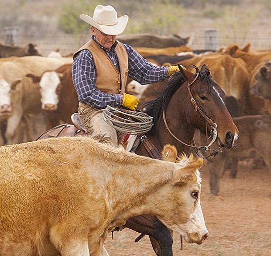 Sorting out dry cows is a regular job on ranches throughout the West, as ra
