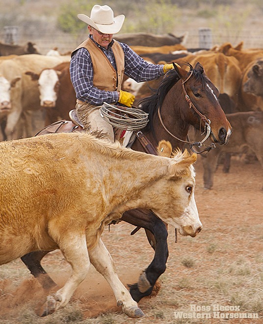 Sorting out dry cows is a regular job on ranches throughout the West, as ra
