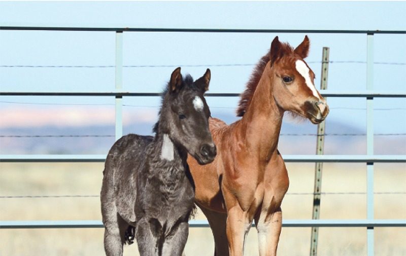BizarreSciencefoals