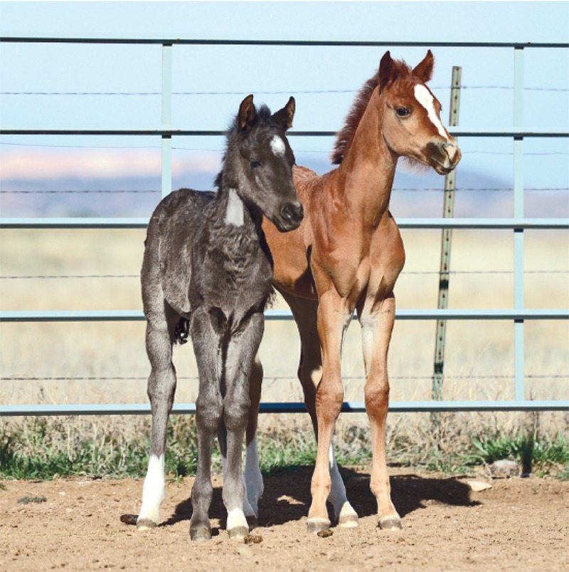 BizarreSciencefoals
