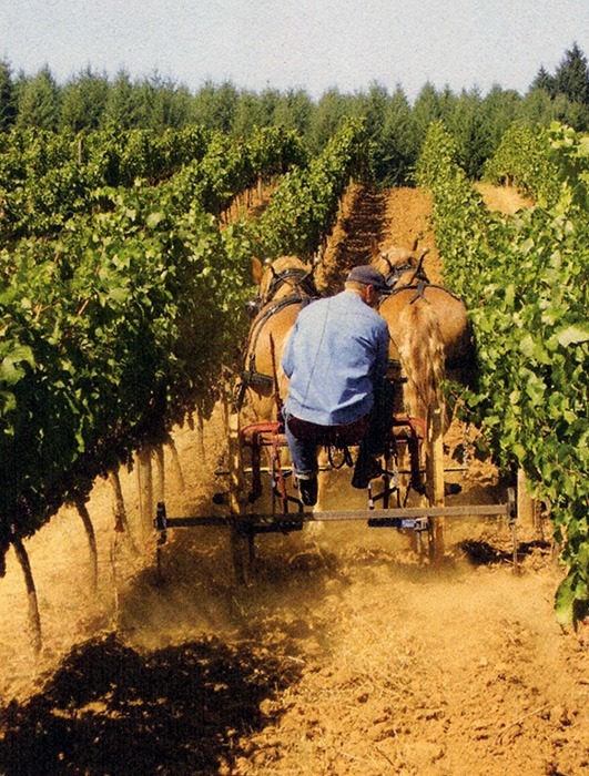Winerya