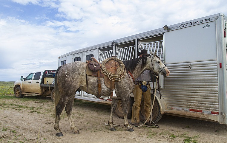 Some horse owners face new federal regulations for hauling horses. Photo by Ross Hecox.
