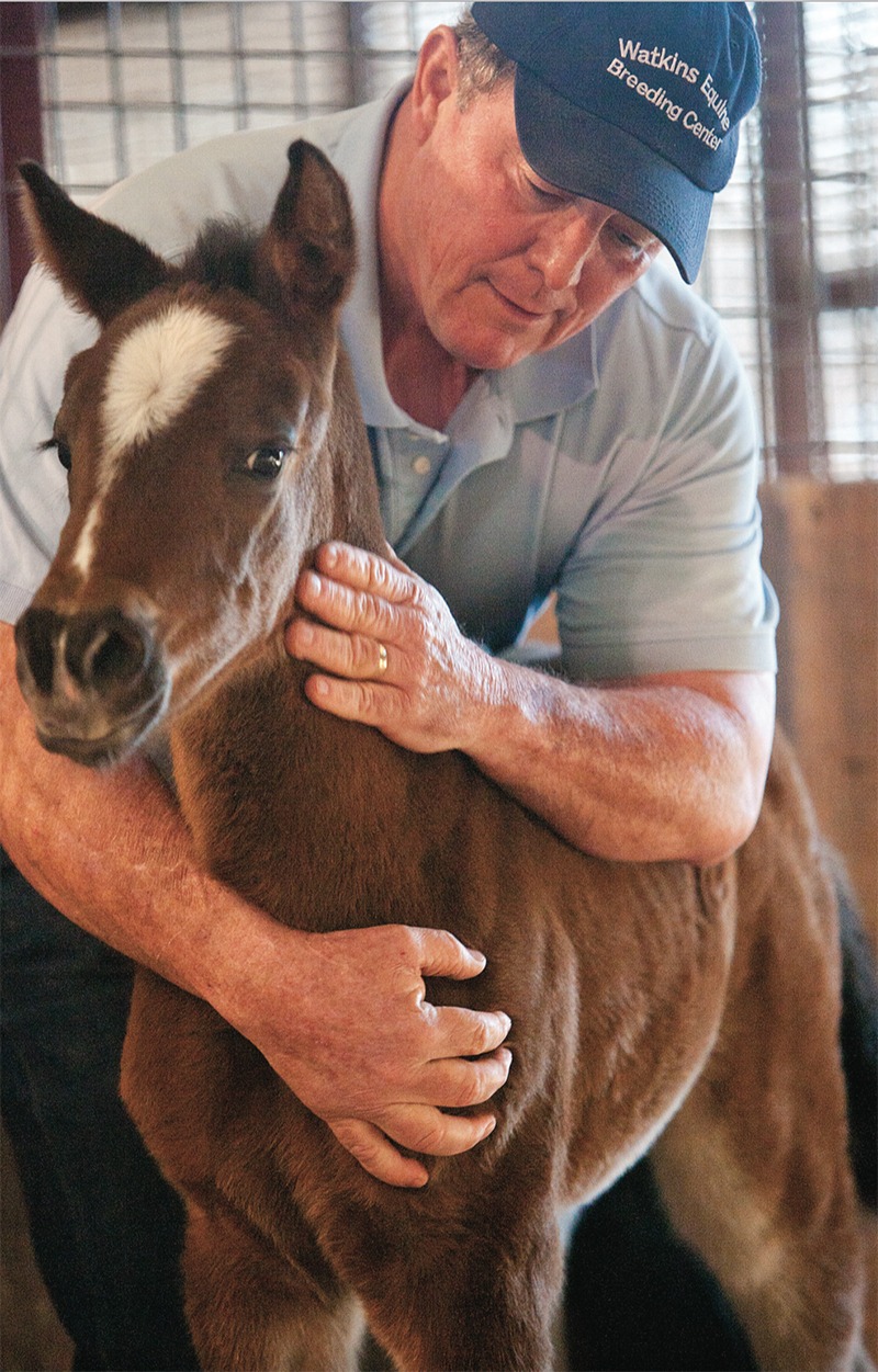 DanWatkinsfoal
