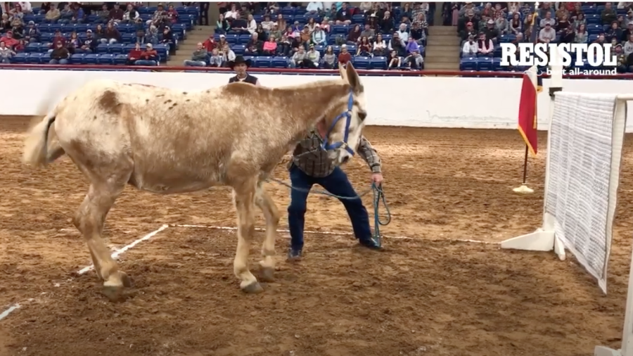 jumping mule