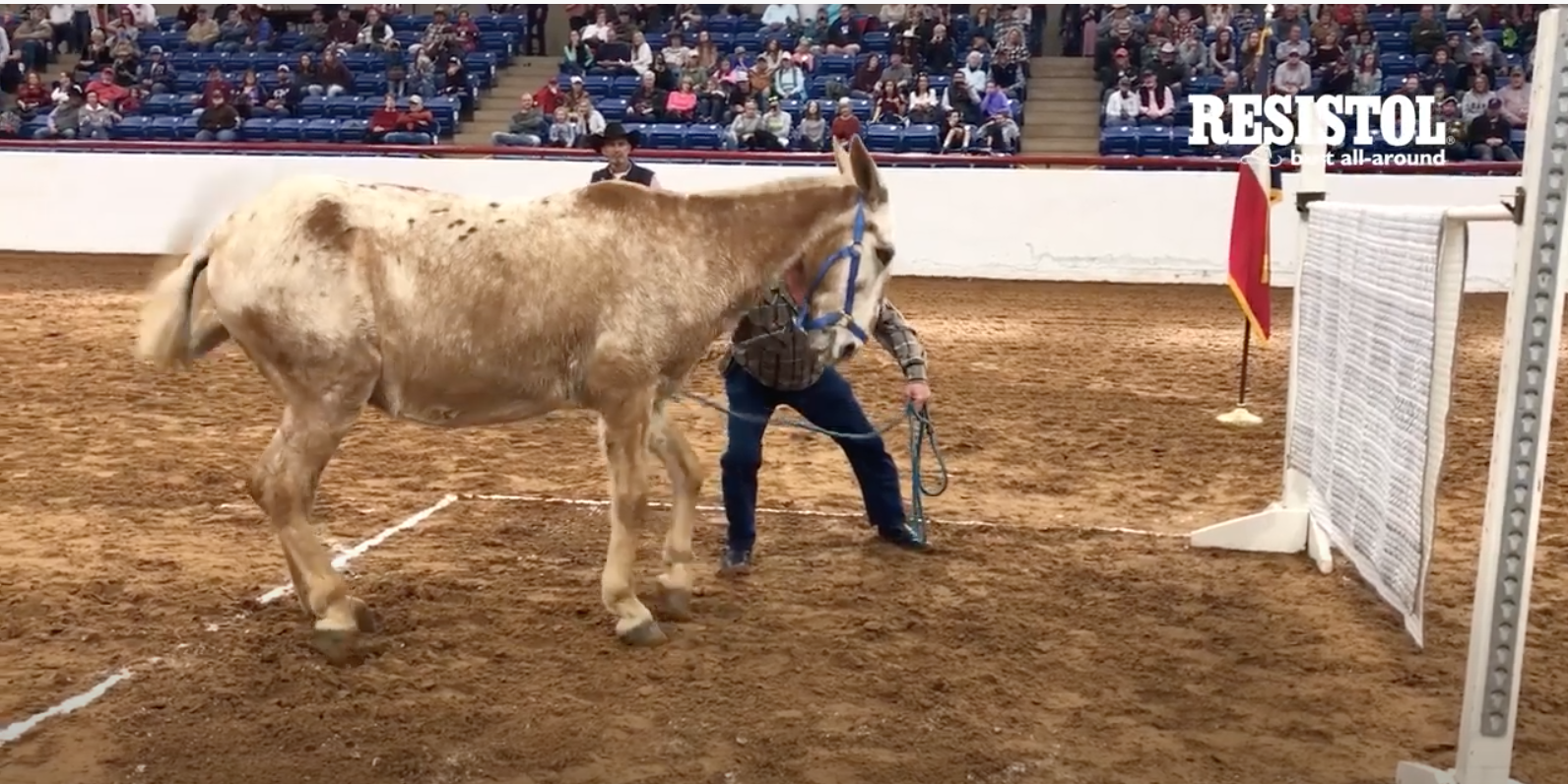 jumping mule