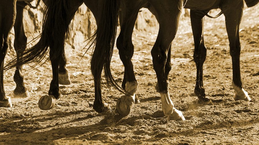 Vettec hooves