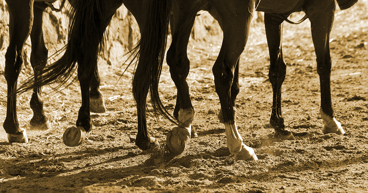 Vettec hooves
