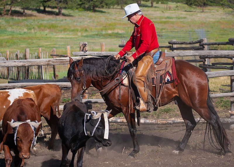 Larry Mahan on horse walking through steers