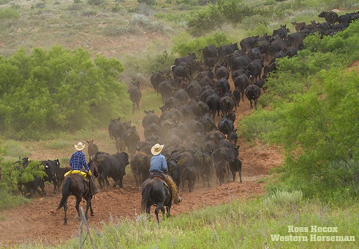 Honestly, photographing cowboys trailing cows is usually