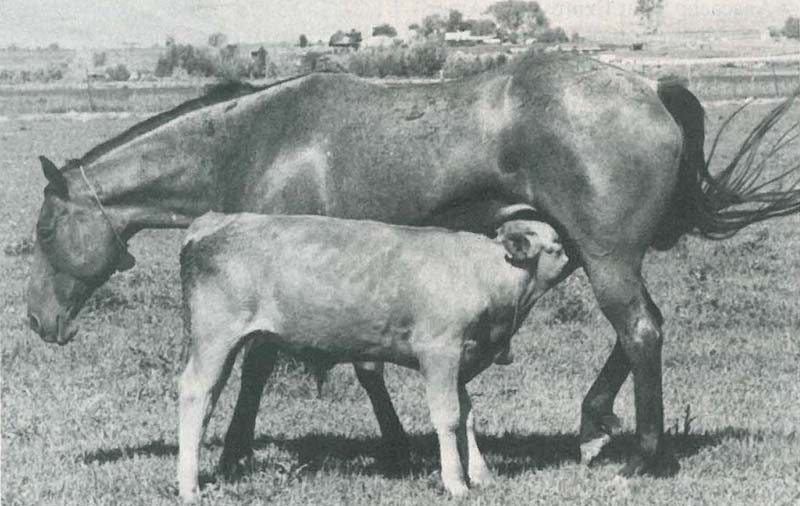 MareAndCalf copy