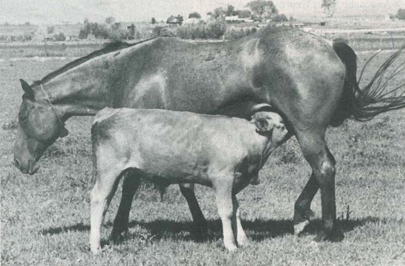 MareAndCalf copy