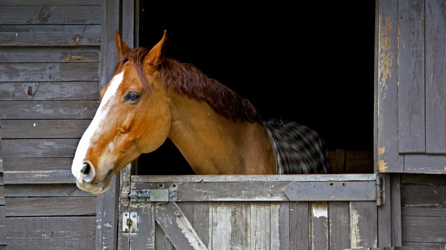sweet pdz horse stall