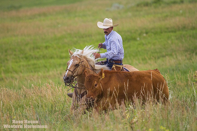 Matt Koch circles a cow . The article appeared in the