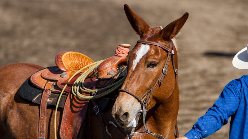 160527 Bishop Mule Days kf 233
