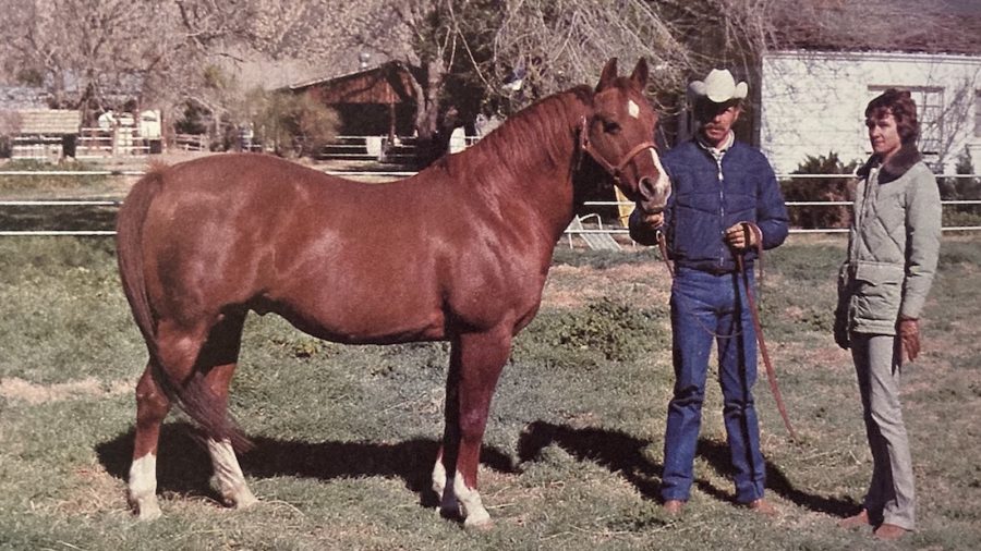 Doc Bar is a legendary AQHA stallion. He shined in the halter arena, but is best known for his prowess in cutting.