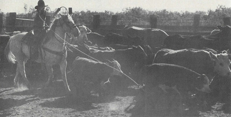 lance roping calves