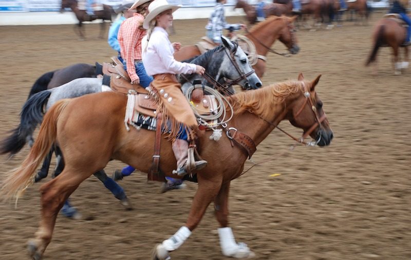Saddle Pals