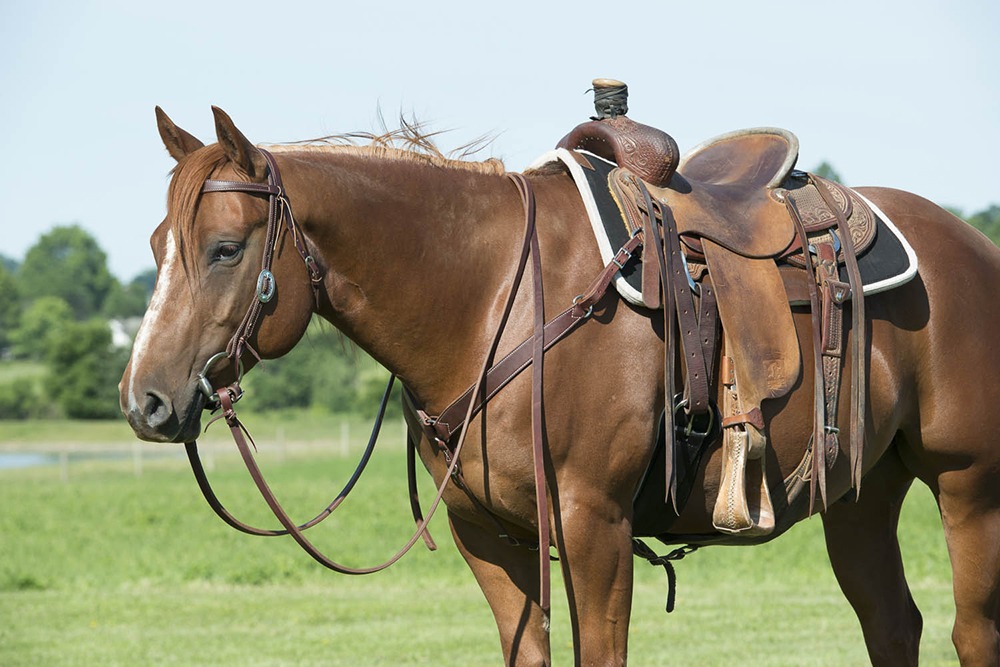 the bit in your horse’s mouth