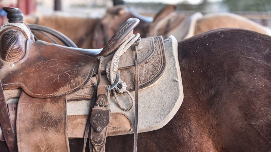 5 star equine