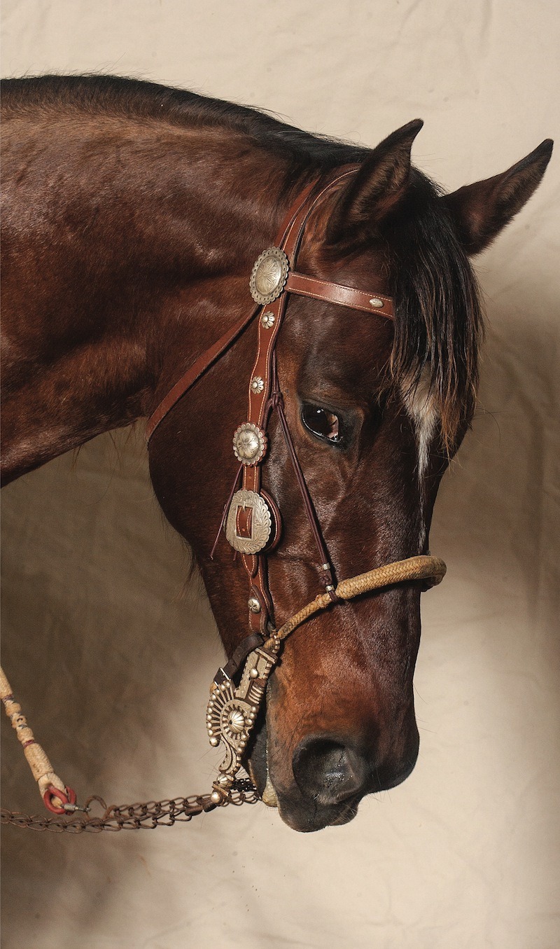 bridle horse with a spade bit