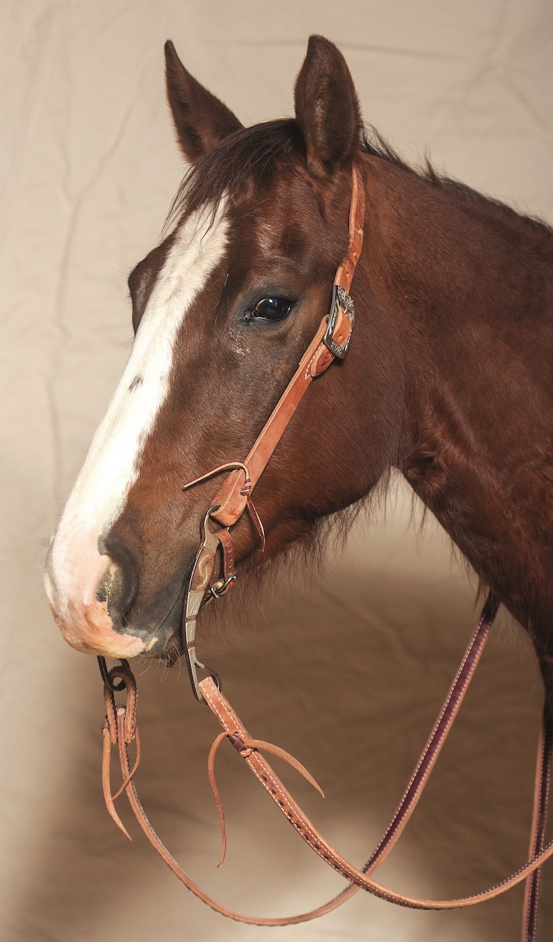horse with cowpuncher headstall and a curb bit