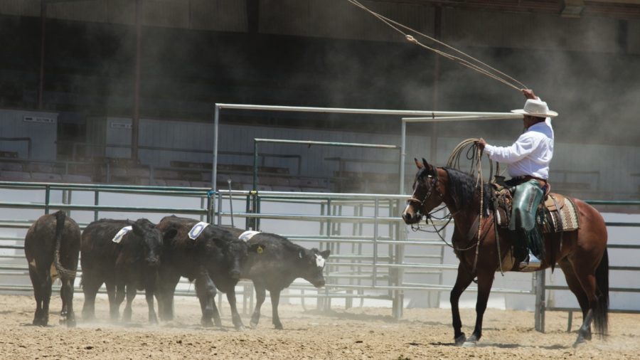 The Early Californios Skills of the Rancho celebrates Californio traditions of masterful horsemanship, roping and stock-handling techniques.