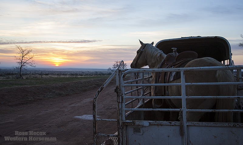 Gelding sun rise on JA Ranch